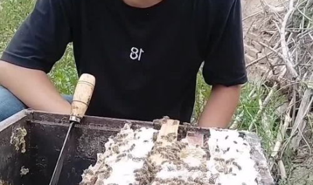 土蜂小姐姐,探寻自然之美,传承蜂文化魅力